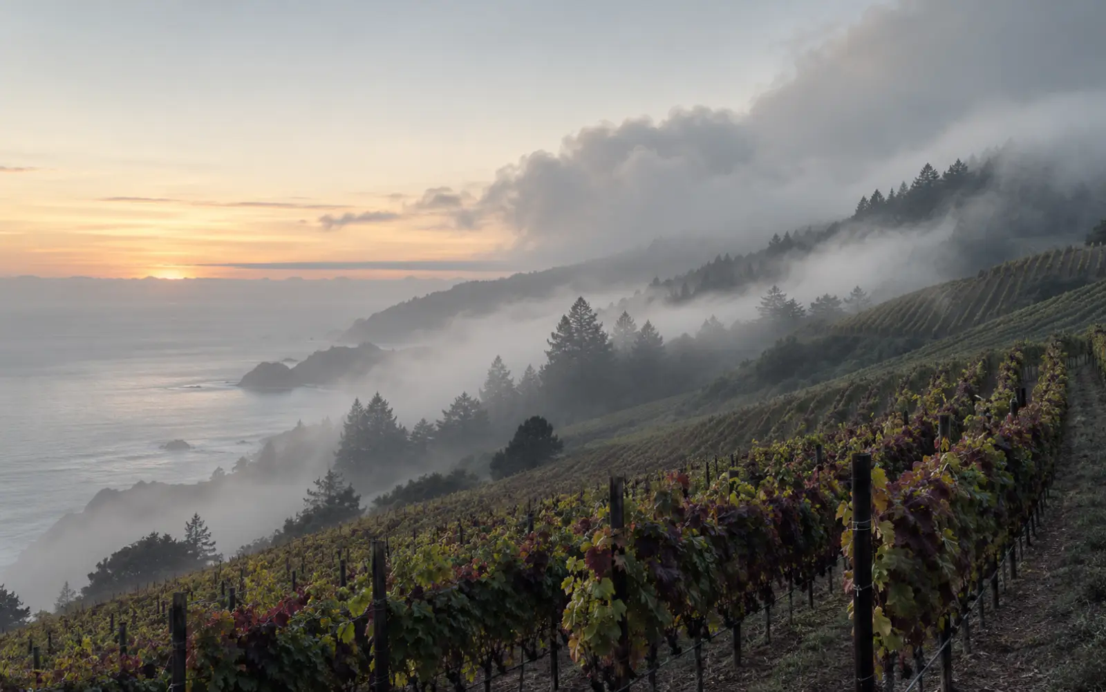 Rows of vines climbing a coastal hillside at dawn with fog rolling over the ridge